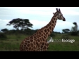 Giraffe 4 1248